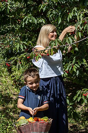 Family Experience - Picking up in the Orchards